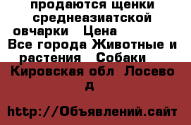 продаются щенки среднеазиатской овчарки › Цена ­ 30 000 - Все города Животные и растения » Собаки   . Кировская обл.,Лосево д.